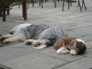 Chloe sleeping beside big sister Freya May 2010